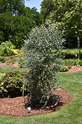 Silver Drop Cider Gum (Eucalyptus gunnii 'Silver Drop') at Sargent's Nursery