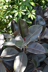 Burgundy Bush Rubber Plant (Ficus elastica 'Burgundy Bush') at Sargent's Nursery