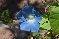 Heavenly Blue Morning Glory (Ipomoea tricolor 'Heavenly Blue') at Sargent's Nursery