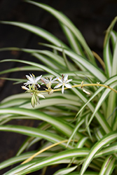 Spider Plant (Chlorophytum comosum) at Sargent's Nursery