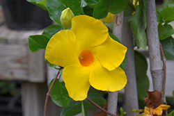 Yellow Mandevilla (Mandevilla 'Yellow') at Sargent's Nursery