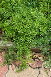 Sprengeri Asparagus Fern (Asparagus densiflorus 'Sprengeri') at Sargent's Nursery