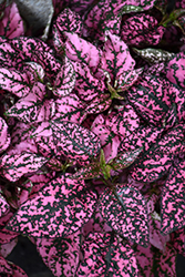 Splash Select Pink Polka Dot Plant (Hypoestes phyllostachya 'PAS2341') at Sargent's Nursery