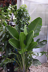 White Bird Of Paradise (Strelitzia nicolai) at Sargent's Nursery