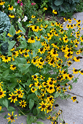 Giant Coneflower (Rudbeckia maxima) at Sargent's Nursery