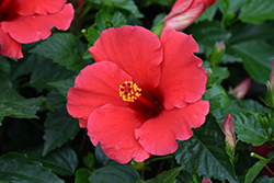 Antigua Wind Hibiscus (Hibiscus rosa-sinensis 'Antigua Wind') at Sargent's Nursery