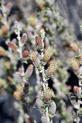 Iceberg Alley Sageleaf Willow (Salix candida 'Jefberg') at Sargent's Nursery