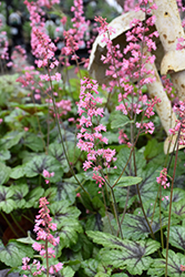 Pink Revolution Foamy Bells (Heucherella 'Pink Revolution') at Sargent's Nursery