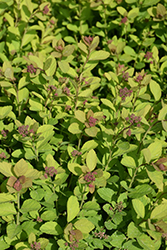 Pink Sparkler Spirea (Spiraea betulifolia 'COURISPI01') at Sargent's Nursery