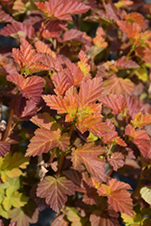 Amber Jubilee Ninebark (Physocarpus opulifolius 'Jefam') at Sargent's Nursery