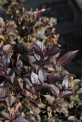 Coco Krunch Weigela (Weigela florida 'WFMOBLA') at Sargent's Nursery