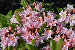 Electric Lights Double Pink Azalea (Rhododendron 'UMNAZ 493') at Sargent's Nursery