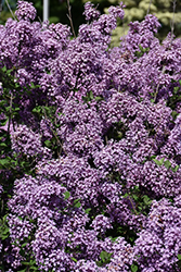Bloomerang Dark Purple Lilac (Syringa 'SMSJBP7') at Sargent's Nursery