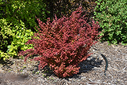 First Editions Toscana Barberry (Berberis thunbergii 'BailJulia') at Sargent's Nursery