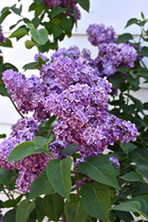 Virtual Violet Lilac (Syringa 'Bailbridget') at Sargent's Nursery