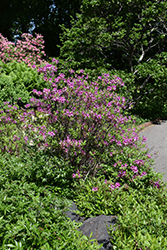 Lilac Lights Azalea (Rhododendron 'Lilac Lights') at Sargent's Nursery