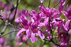 Lilac Lights Azalea (Rhododendron 'Lilac Lights') at Sargent's Nursery