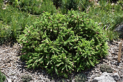 Pusch Spruce (Picea abies 'Pusch') at Sargent's Nursery