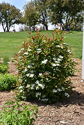 Redwing Highbush Cranberry (Viburnum trilobum 'JN Select') at Sargent's Nursery