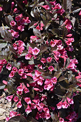 Tango Weigela (Weigela florida 'Tango') at Sargent's Nursery