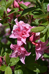 Electric Lights Double Pink Azalea (Rhododendron 'UMNAZ 493') at Sargent's Nursery