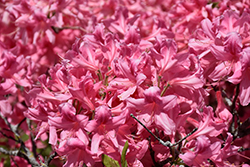 Rosy Lights Azalea (Rhododendron 'Rosy Lights') at Sargent's Nursery