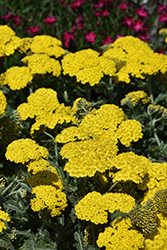 Little Moonshine Yarrow (Achillea 'ACBZ0002') at Sargent's Nursery