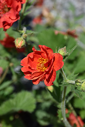 Double Bloody Mary Avens (Geum 'Double Bloody Mary') at Sargent's Nursery