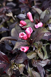 Coco Krunch Weigela (Weigela florida 'WFMOBLA') at Sargent's Nursery