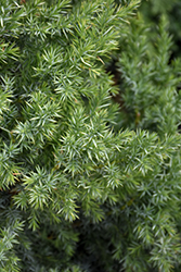 Star Power Juniper (Juniperus 'J.N. Select Blue') at Sargent's Nursery