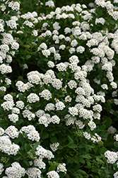 Tor Spirea (Spiraea betulifolia 'Tor') at Sargent's Nursery