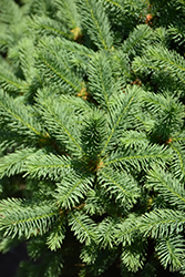 Meyer's Blue Spruce (Picea meyeri) at Sargent's Nursery