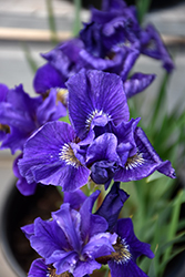 Ruffled Velvet Iris (Iris sibirica 'Ruffled Velvet') at Sargent's Nursery