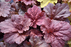 Primo Mahogany Monster Coral Bells (Heuchera 'Mahogany Monster') at Sargent's Nursery