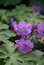 Karmina Cranesbill (Geranium x cantabrigiense 'Karmina') at Sargent's Nursery