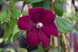 Rouge Cardinal Clematis (Clematis 'Rouge Cardinal') at Sargent's Nursery