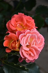 Coral Cove Rose (Rosa 'Coral Cove') at Sargent's Nursery