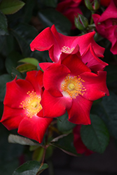 Screaming Neon Red Rose (Rosa 'BAIneon') at Sargent's Nursery