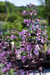 Midnight Masquerade Beard Tongue (Penstemon 'Midnight Masquerade') at Sargent's Nursery