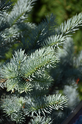 Avatar Blue Spruce (Picea pungens 'Avatar') at Sargent's Nursery