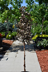 Summer Wine Ninebark (tree form) (Physocarpus opulifolius 'Seward') at Sargent's Nursery