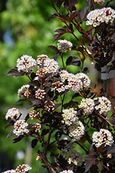 Summer Wine Ninebark (tree form) (Physocarpus opulifolius 'Seward') at Sargent's Nursery