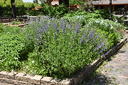Blue Wild Indigo (Baptisia australis) at Sargent's Nursery