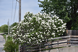 White French Lilac (Syringa vulgaris 'Alba') at Sargent's Nursery