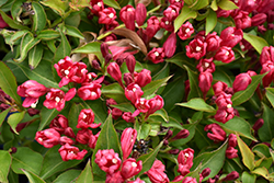 Crimson Kisses Weigela (Weigela florida 'Slingco 1') at Sargent's Nursery