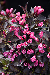 Spilled Wine Weigela (Weigela florida 'Bokraspiwi') at Sargent's Nursery