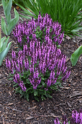 Bumbleberry Meadow Sage (Salvia nemorosa 'Bumbleberry') at Sargent's Nursery