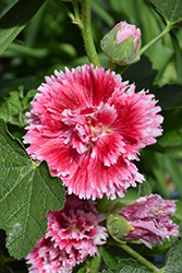 Fiesta Time Hollyhock (Alcea rosea 'Fiesta Time') at Sargent's Nursery