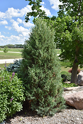 Medora Juniper (Juniperus scopulorum 'Medora') at Sargent's Nursery