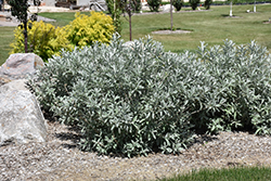 Iceberg Alley Sageleaf Willow (Salix candida 'Jefberg') at Sargent's Nursery